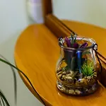 Silvana 74 بولا